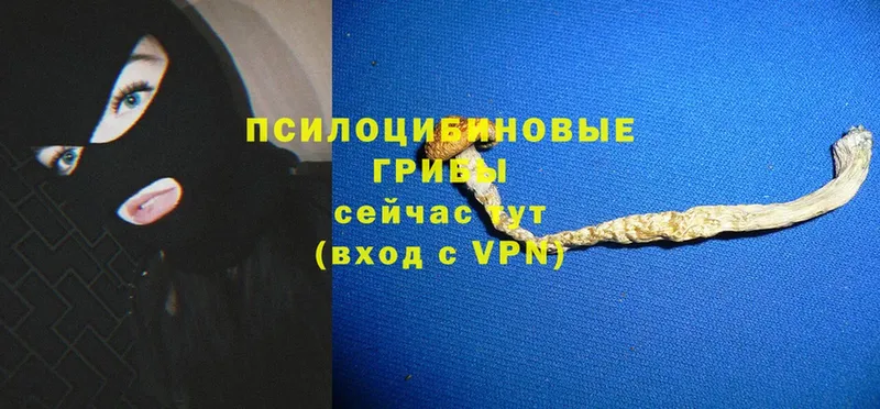 Галлюциногенные грибы Psilocybe Назарово